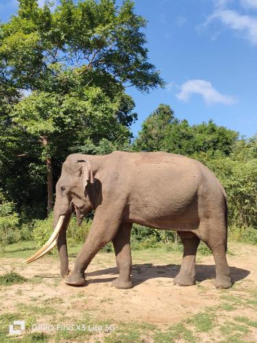 an elephant walking in the dirt with trees in the background at The Grandiose Safari in Udawalawe