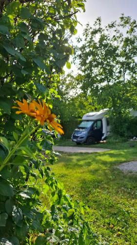Taman di luar Campingrosengarten