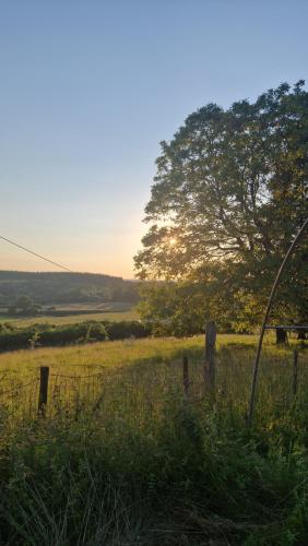 a field of grass with a fence and a tree at Les HerbesFolles de Oizy in Oizy