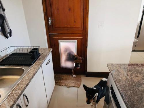 a dog standing in a kitchen next to a door at Round Robben in Langebaan