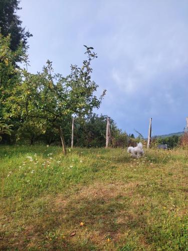 Příroda nedaleko ubytování v soukromí