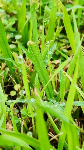 Giardino di Natura Ravee Greenstay เนเชอร่า ระวี กรีนสเตย์