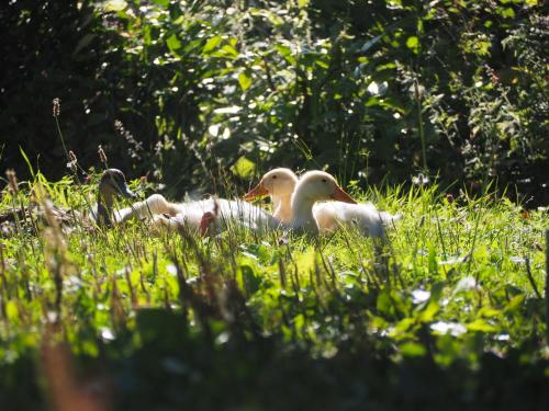 three ducks laying in the grass in the grass at Chambre d'Hôtes de l'Île in Le Neufbourg