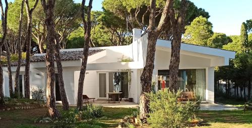 Diseño y luz entre los pinos