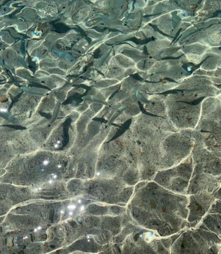 a group of fish swimming in the water at Vacanze a Solanas con Clima CUP1863 in Solanas