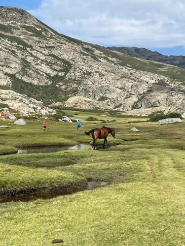 a horse walking in a field near a mountain at Mini villa agosta plage in Albitreccia