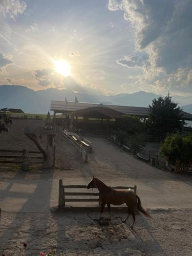 a brown horse walking in front of a bench at La Cles Deluxe Suites in Cles