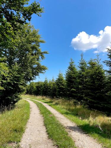 a dirt road in a field with trees at Kirsebærkroen - The Inn Between in Præstø