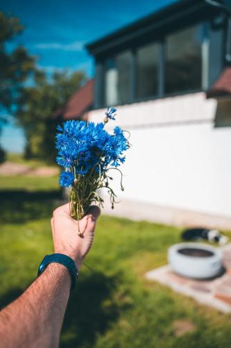 a hand holding a blue flower with a bee on it at Apartmán Na Vrších in Nový Bozděchov