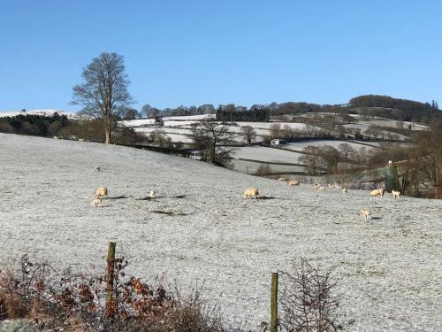 a herd of sheep grazing in a field at 5f Stanley Lodge, Caer Beris, Builth Wells - No tradesman in Builth Wells