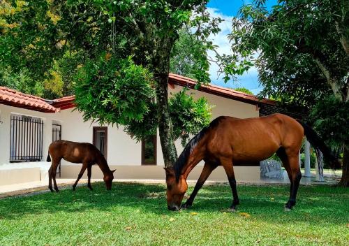 two horses grazing in the grass in front of a house at HOTEL SANTAFE NATURA - SANTAFE DE ANTIQUIA in Santa Fe de Antioquia