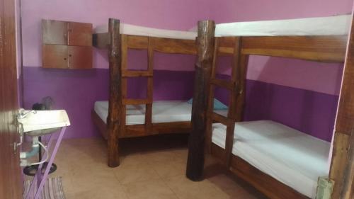 two bunk beds in a room with purple walls at Gringo Petes Too in Fortuna
