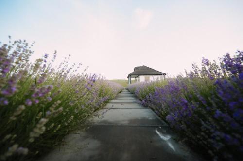 a path through a field of purple flowers with a gazebo at Căsuța Mov de Bucovina in Suceava