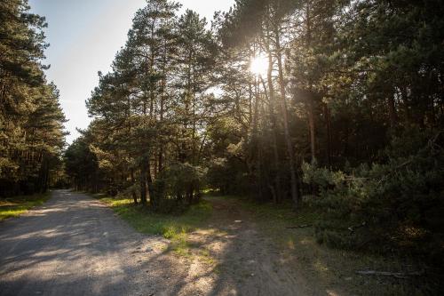 a dirt road with the sun shining through trees at Jurajski Kryształ in Zaborze