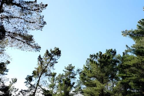 a group of pine trees with a blue sky in the background at Cabañas del cerro 2 in Pichilemu