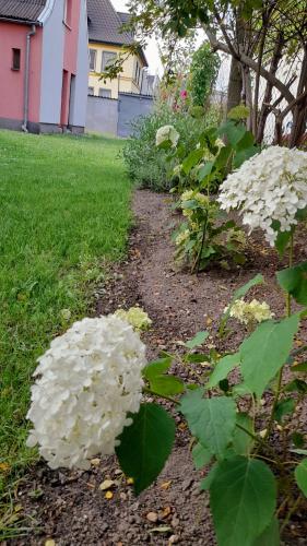 two white hydrangeas are growing in a yard at Hory Opawskie in Głuchołazy