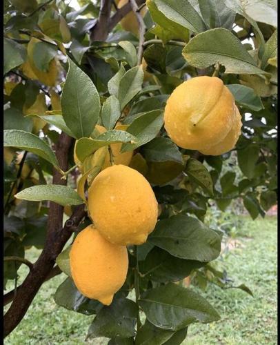a bunch of oranges hanging from a tree at Casa de Campo para desconectarse de la ciudad in Rancagua