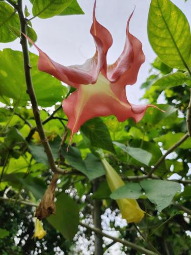 Un jardín fuera de Casa Cristy
