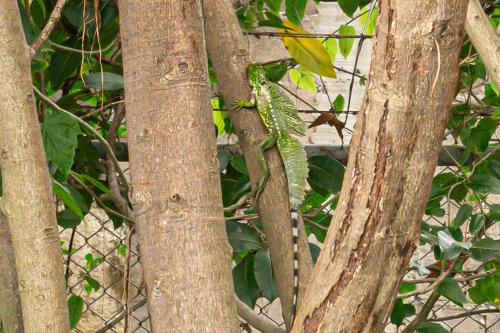 a lizard sitting on the branches of a tree at Home 333 habitacion 336 in Escazu