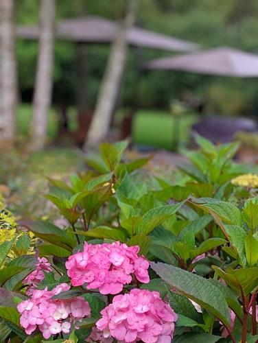 a bunch of pink flowers in a garden at Chambres entre Romorantin-Chambord-Zoo de Beauval - Orée du Bois en Sologne in Lassay-sur-Croisne