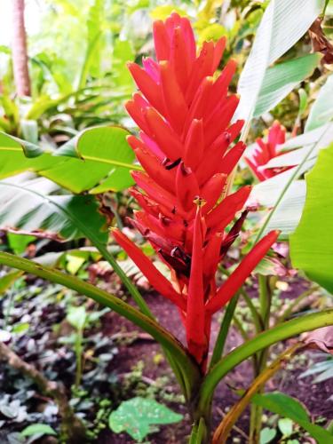 a red flower in the middle of a plant at La Diosa Nature Lodge in Cahuita