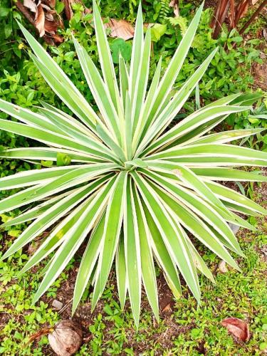 a large green palm plant in a garden at La Diosa Nature Lodge in Cahuita