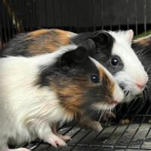 two hamsters are sitting in a cage at Ela Forest Stay in Kannādi