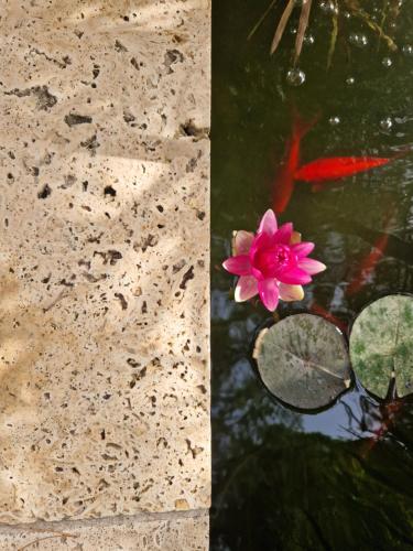 une fleur rose assise au-dessus d'un étang dans l'établissement Tres bel hébergement ensoleillé les Romarins, à Le Val