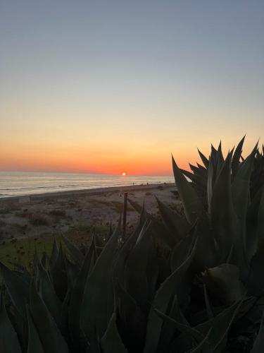 a sunset over the beach with a pineapple plant at Espo's house in Torvaianica