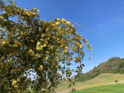 Gallery image of Greeneria in Guarene