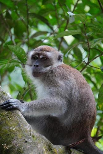 a monkey sitting on top of a tree at Wisma Batu Mandi in Bukit Lawang