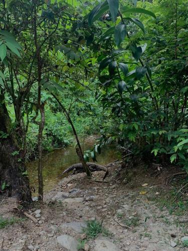 a stream of water in a forest with trees at Wisma Batu Mandi in Bukit Lawang