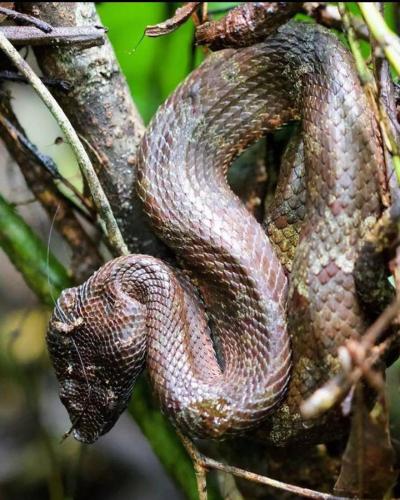 a snake is sitting on a tree branch at Wisma Batu Mandi in Bukit Lawang