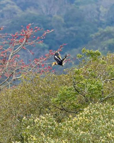 a bird flying over the trees in the sky at Wisma Batu Mandi in Bukit Lawang