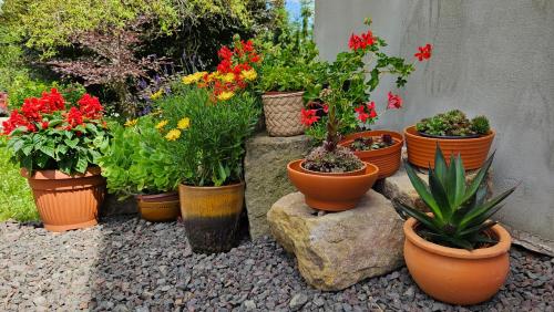 a group of potted plants sitting on a rock at Noclegi u Przewodników - Zwiedzaczek in Lubawka