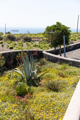 a garden with yellow flowers and a plant at Soil of Sun Luxury Villas in Megalokhori