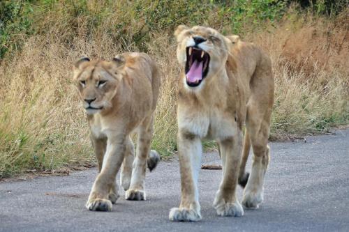 two lions walking down a road with their mouth open at Modjadji Estate Lodge & Spa in Grietjie Nature Reserve