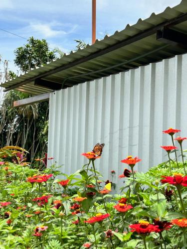 a butterfly sitting on top of flowers in front of a building at B&B Garden Grecia in Grecia