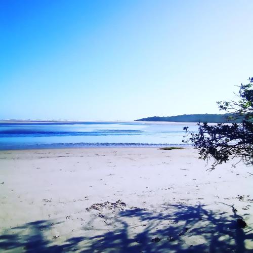 a beach with a tree on the sand and water at Residencial Praia Bertioga Pé na Areia in Bertioga