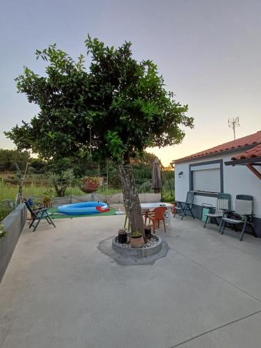 a tree in a patio with a table and chairs at Casa da Bivó in Figueiró dos Vinhos