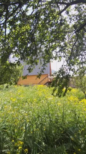 a field of yellow flowers in front of a building at Emotion Kazbegi in Stepantsminda