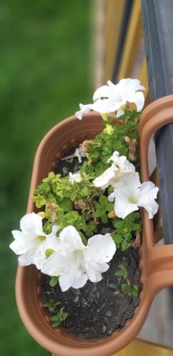 a potted plant with white flowers in it at Emotion Kazbegi in Stepantsminda