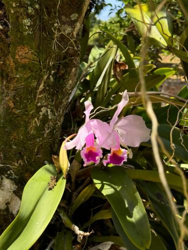 a pink flower in front of a tree at Villa Cristina San Javier in La Mesa