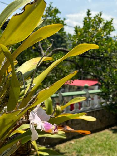 a close up of a flower on a tree at Villa Cristina San Javier in La Mesa