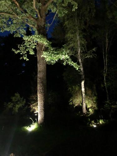 a tree in the middle of a forest at night at Chata w Leśnych Pieleszach - sauna & balia z jacuzzi na wyłączność in Łukawica