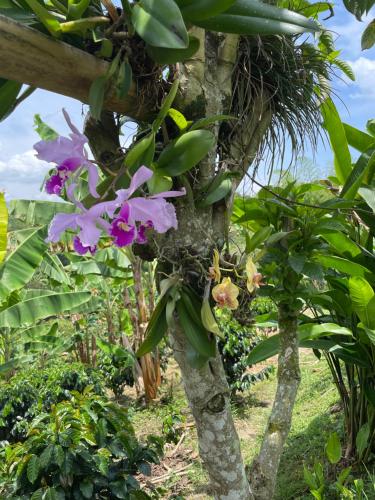 a banana tree with purple flowers on it at Hotel Boutique La Ceiba in Quimbaya