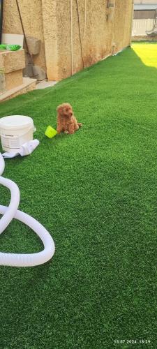 a dog laying on the grass with a frisbee at בית עם בריכה פרטית in Qiryat Ata