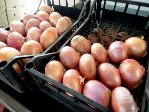 a bunch of onions in baskets on a table at Tenuta Montelaura in Forino
