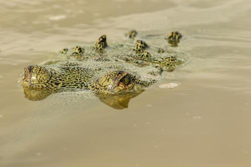 a crocodile is swimming in the water at Hotel Riverside with Swimming pool in Sauraha