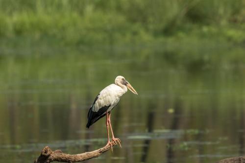 a bird standing on a branch in the water at Hotel Riverside with Swimming pool in Sauraha